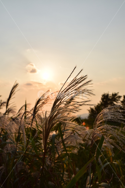 순천만,갈대,갈대숲,일몰,순천,가을,계절,fall,autumn,season,plant,식물,grass,잔디,lawn,reed
