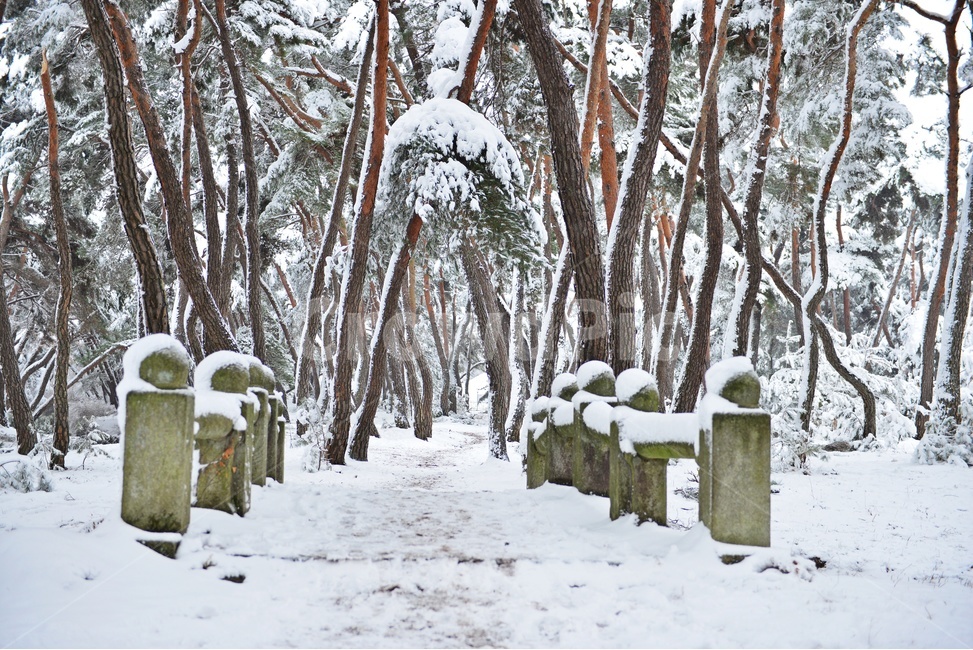 tree,나무,plant,식물,nature,자연,outdoors,옥외,winter,snow,눈,storm,폭풍,blizzard,눈보라,treetrunk,나무줄기,경주,삼릉,삼릉소나무,삼릉솔숲,소나무,솔숲,삼릉설경,솔숲설경,겨울,계절,겨울,계절,winter,season,자연,풍경,nature,landscape