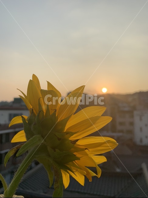 해바라기,가을,해질녘,노을,감성,감성사진,꽃,자연,식물,자연,plants,nature,꽃,flower