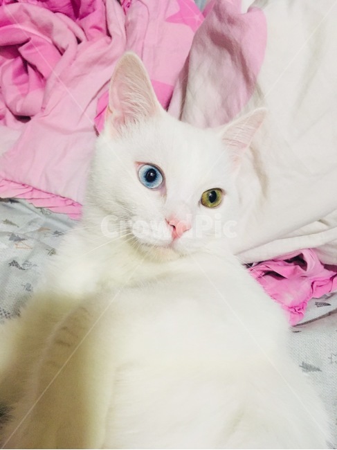 고양이,오드아이,페르시안,믹스,코숏,동물,animal,포유류,mammal,고양이,cat,kitten,kitty