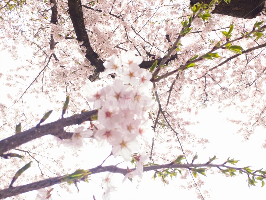 꽃,벗꽃,풍경,감성,자연,하늘,봄,계절,spring,season,식물,자연,plants,nature,꽃,flower,plant,cherry blossom,벚꽃,blossom
