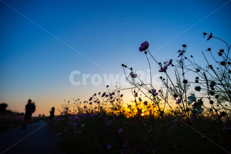 코스모스,cosmos,가을,autumn,fall,자연,nature,꽃,식물,plant,일몰,sunset,자연,풍경,nature,landscape,식물,plants