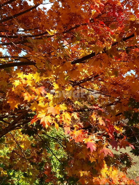 낙엽,단풍,落葉,leaves,나뭇잎,단풍나무,식물,maple,낙엽활엽관목,잎,계절,가을,자연,풍경,outdoors,옥외,fallautumnseason,naturelandscape,풍경사진,가을,계절,fall,autumn,season,plant,leaf,tree,나무