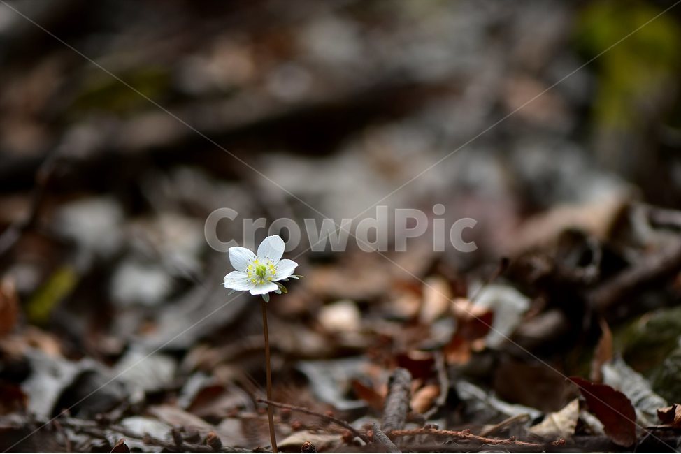 변산바람꽃,2018년,3월,야생화,꽃,생태,식물,자연,들꽃,산꽃,봄,감성,힐링,플라워,계절,시즌,wild,Flower,plants,nature,spring,season,배경,풀,초본,미나리아재비과,너도바람꽃속,flower,생태사진,봄꽃,자생지,경기도,봄,계절,spring,season,식물,자연,plants,nature,꽃,flower,plant,blossom