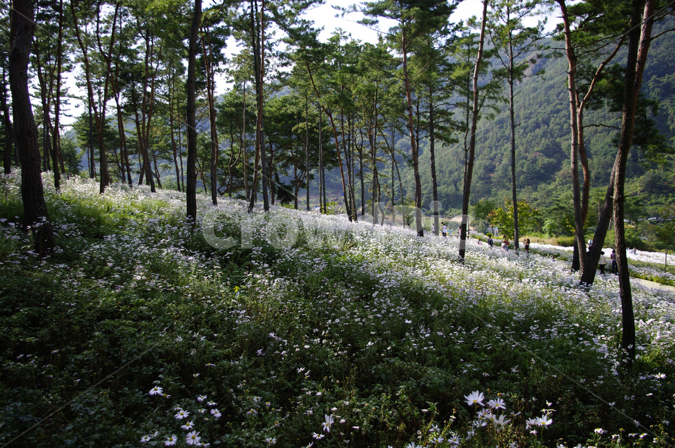 나무,숲,구절초,꽃,풍경,식물,flower,plant,tree