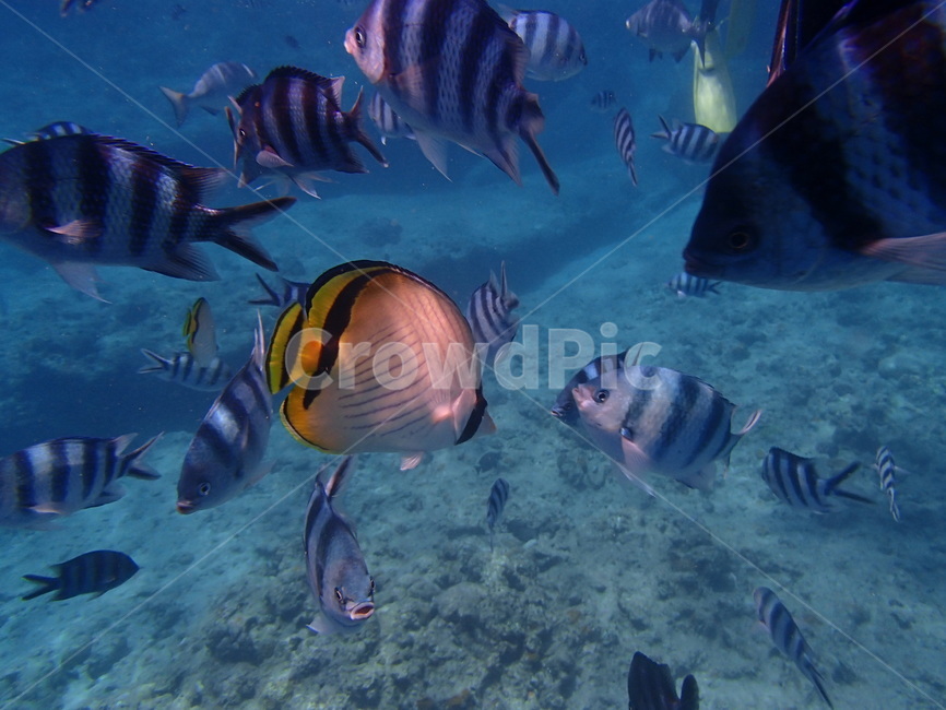fish,물고기,animal,aquatic,water,물,어류,물고기,fish