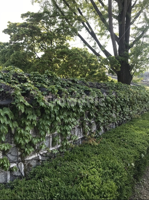 돌담,돌담길,나무,담쟁이덩굴,ivy,초록색