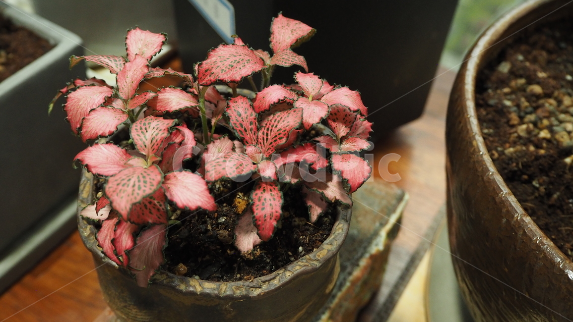 레드스타,공기정화식물,아웃포커스,꽃,피토니아,실내용화초,화분,화초,house plant