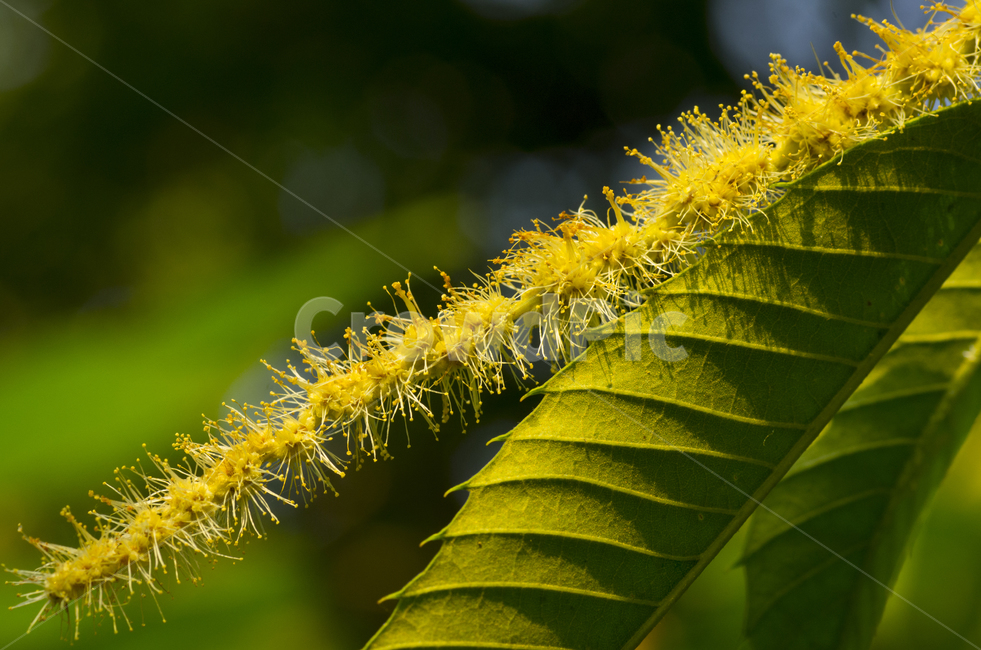 밤꽃,밤,여름,여름꽃,노란꽃,노랑꽃