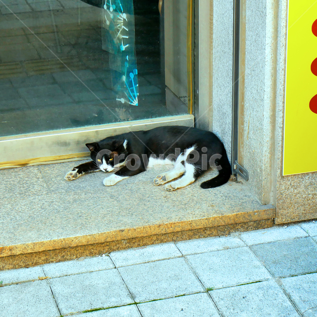 길고양이,낮잠,고양이,동물,휴식,cat,animal