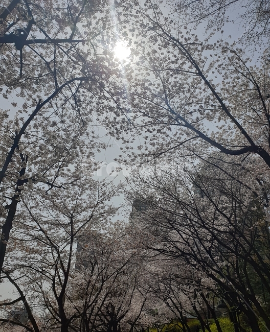 벚꽃,석촌호수,봄,풍경,하늘,봄,계절,spring,season,light,빛,flare,플레어,tree,나무,plant,식물