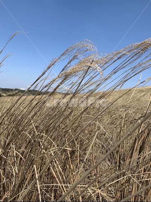 산굼부리,제주도,갈대,갈대숲,봄,하늘,자연,바람