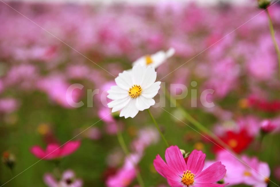 선명함,정교함,예쁘다,꽃,황금비율,mood,들꽃,생물,꽃사진,가을,계절,fall,autumn,season,식물,자연,plants,nature,plant,blossom,petal,꽃잎,flower