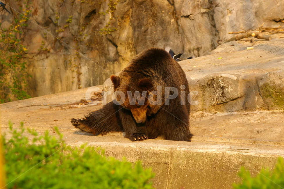 곰,동물,bear,animal,포유류,야생동물,동물,animal,포유류,mammal