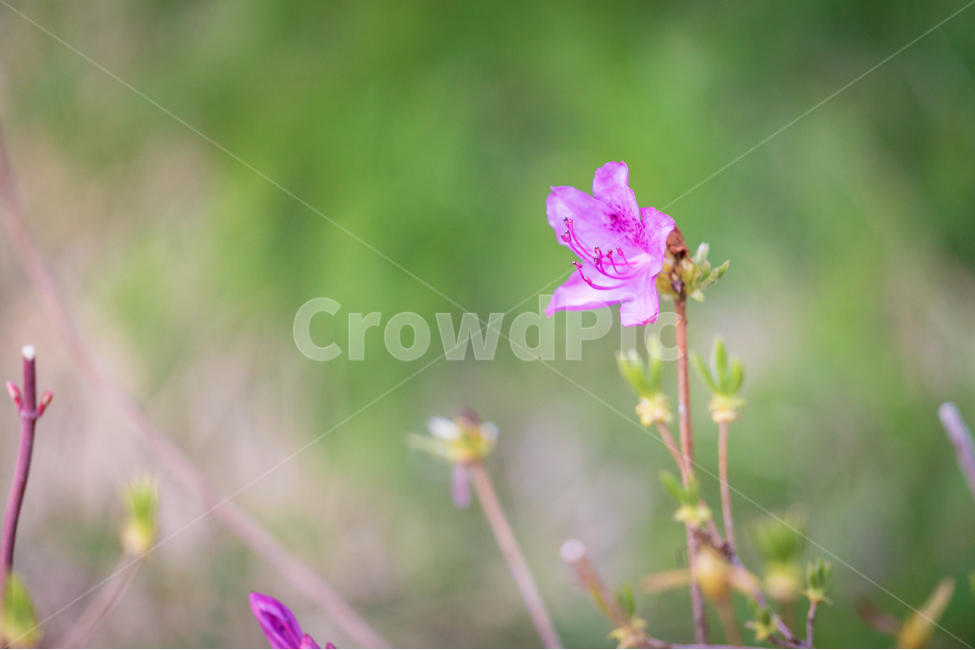 봄,꽃,철쭉,자연,풍경,감성,spring,flower,nature,beauty,봄,계절,spring,season,식물,자연,plants,nature,꽃,flower,geranium,제라늄,plant,blossom