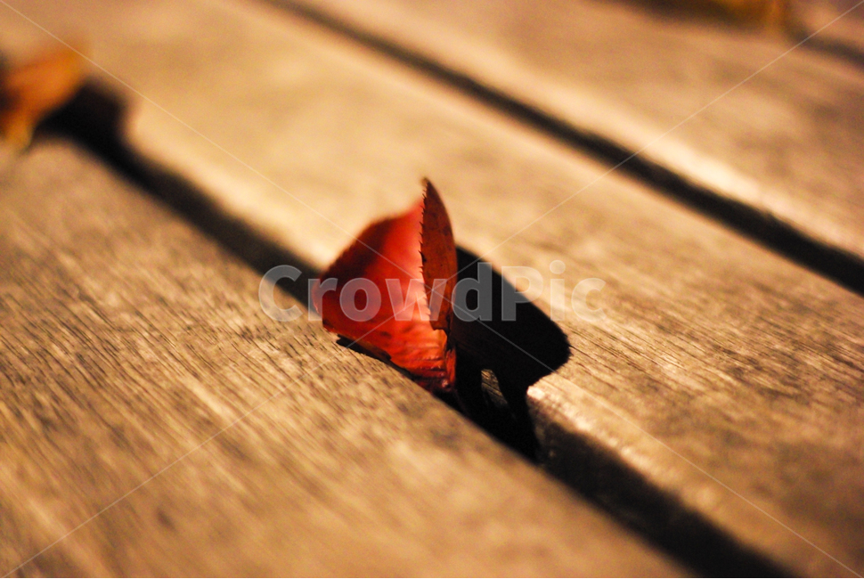 낙엽,벤치,가을밤,나뭇잎,차분,잔잔,밤거리,밤,가을,계절,fall,autumn,season,식물,자연,plants,nature,plant,leaf,잎,wood,나무
