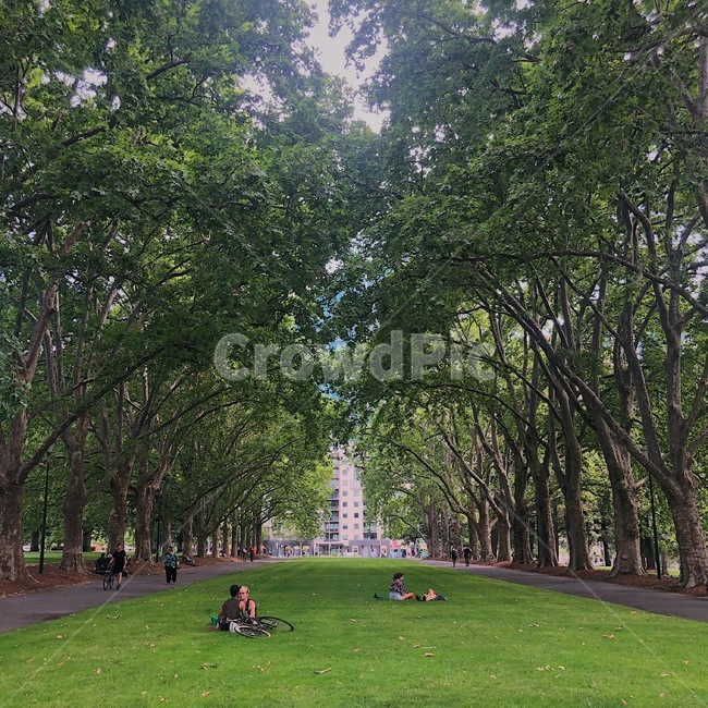 grass,plant,식물,lawn,잔디,park,공원,outdoors,옥외,인간,human,person,사람,australia,호주,멜버른,melburne,피크닉,picnic