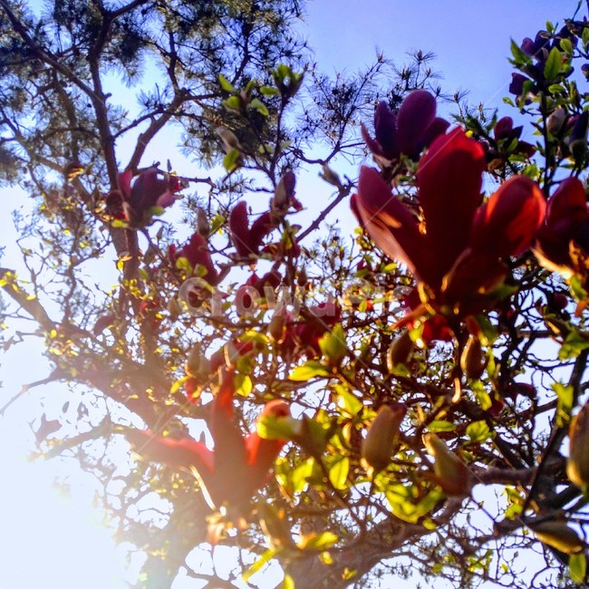 꽃,목련,자목련,flower,빛