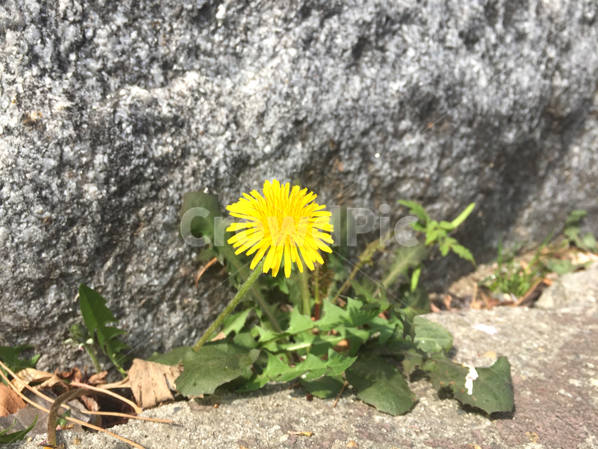 식물,꽃,민들레,봄꽃,dandelion
