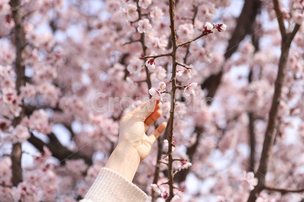 벛꽃,꽃,벚꽃나무,봄,여의도벚꽃,봄,계절,spring,season,plant,식물,blossom,flower,cherry blossom,벚꽃
