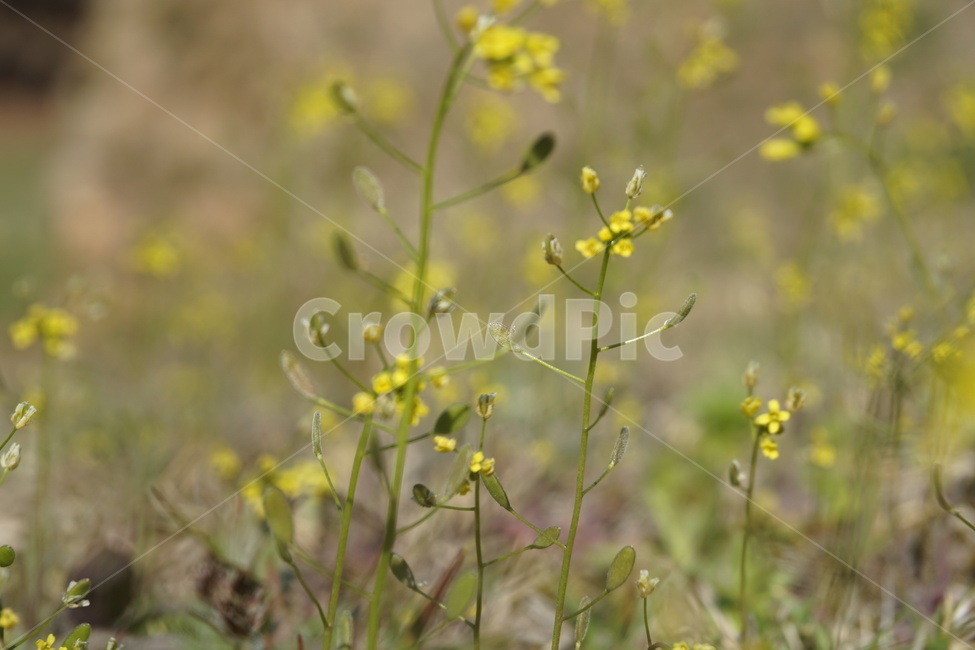 봄,봄꽃,노랑꽃,풀꽃,노란색,들판,연두색,3월,식물,자연,plants,nature,꽃,flower