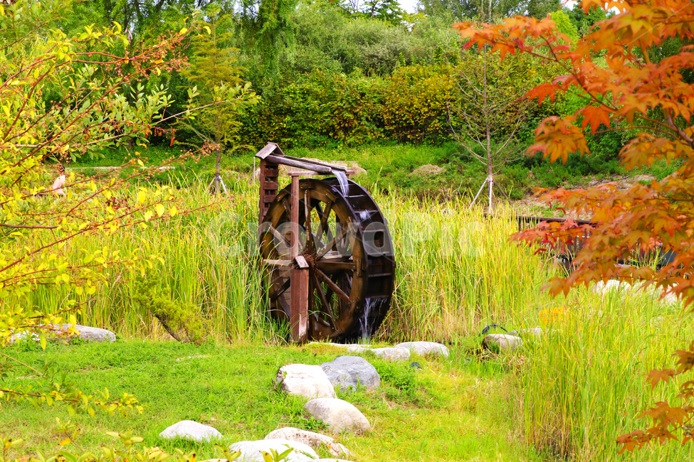수목원,물레방아,풀,숲,나무,수목,가을,계절,fall,autumn,season,사물,물건,오브젝트,thing,object,matter