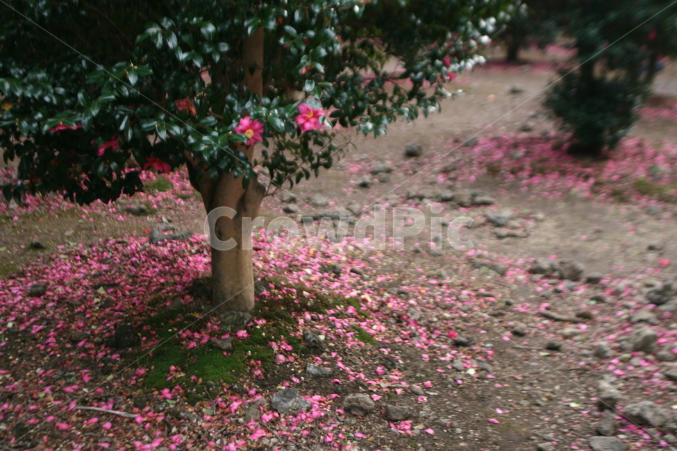 제주도,동백꽃,plant,flower,꽃,식물,꽃,flower