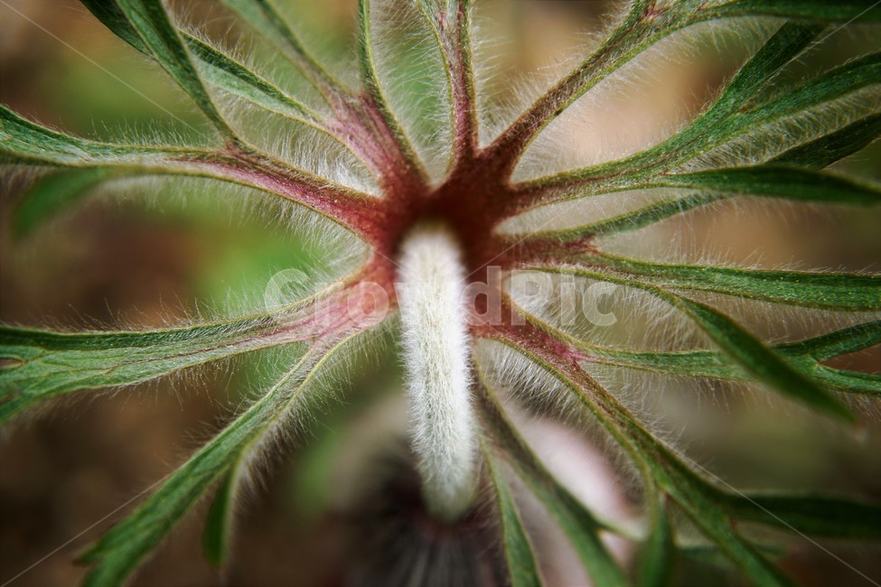 할미꽃,솜털,봄,봄꽃,자연,식물,꽃,plant,암술,수술,Pulsatillakoreana,한국특산,백두옹,독초,강장제,화왕계,여러해살이풀,미나리아재비과,쌍떡잎식물,흰털,할머니머리카락,흰머리,노인,꼬부랑,한방약재,할머니