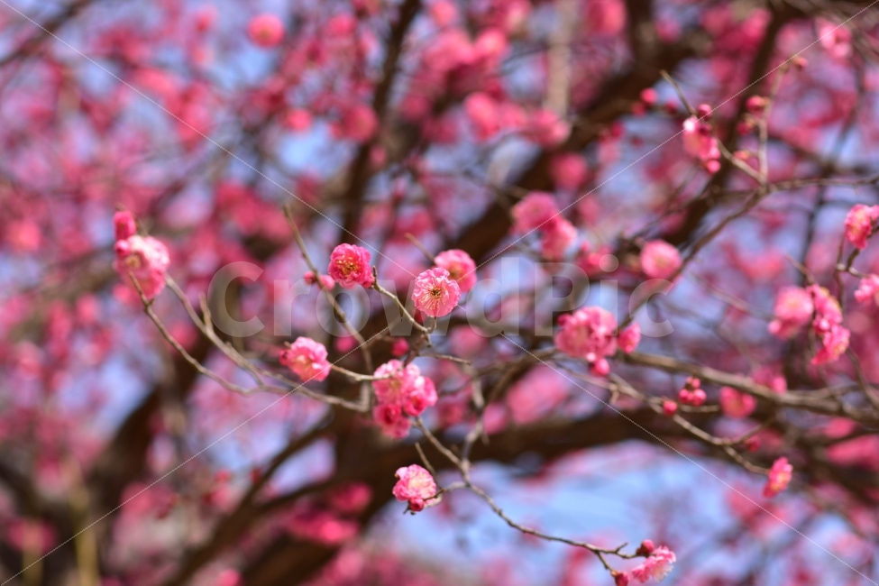 홍매화,봄,꽃,매화,봄꽃,붉은,빨간,봄이오는소리,식물,자연,plants,nature,봄,계절,spring,season,꽃,flower,plant,blossom