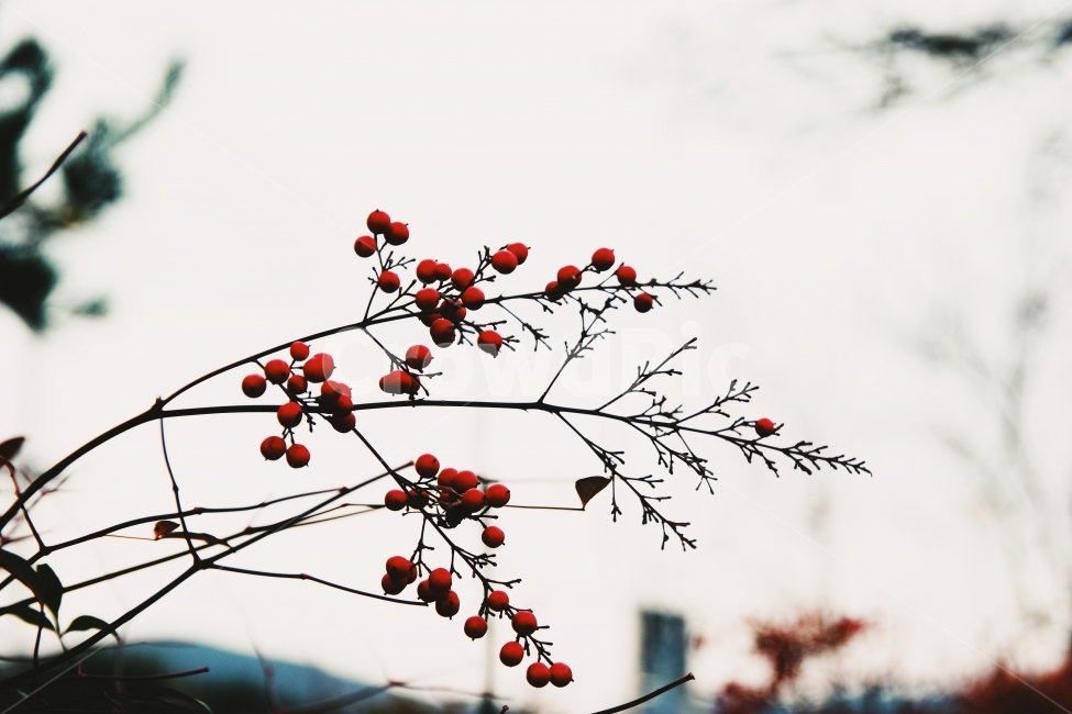 하늘,겨울,풍경,나무,열매,고요,아침,경관,자연,풍광,nature,landscape,한국자연풍경,한국자연경관,koreanaturelandscape,감성,감정,sensible,feeling,emotion,계절,season,마을,rural,한국전통,한국문화,koreatraditional,koreaculture,plant,trees,wood,식물,자연,plants,nature,과일,열매,fruit,감성,sensible,feeling