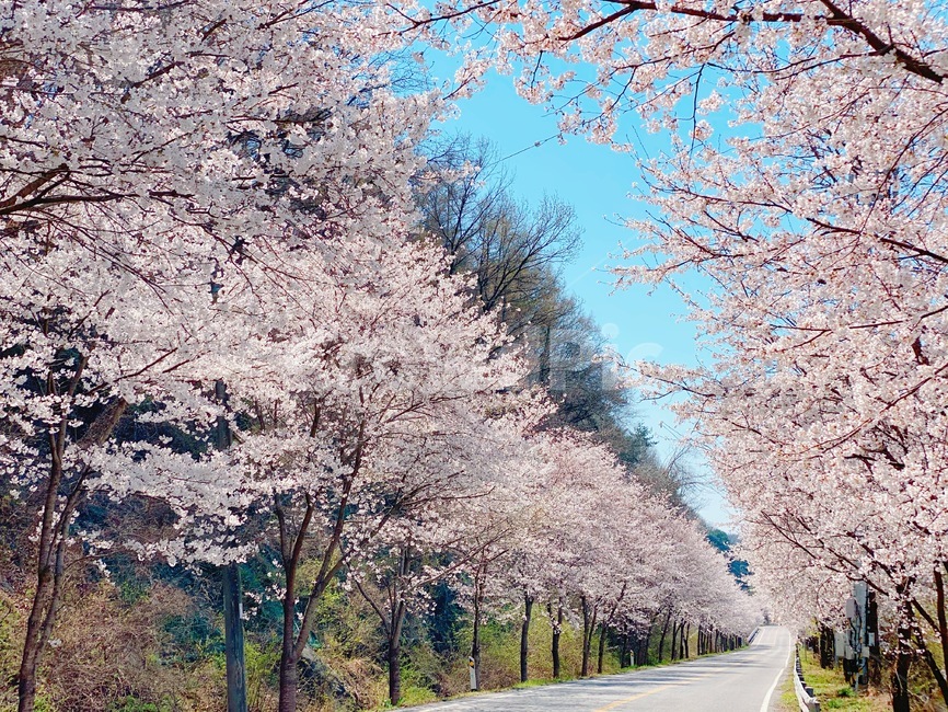 spring,Cherry Blossom,cherry blossom road,Cherry Blossom Drive,Cherry Blossom DriveThru