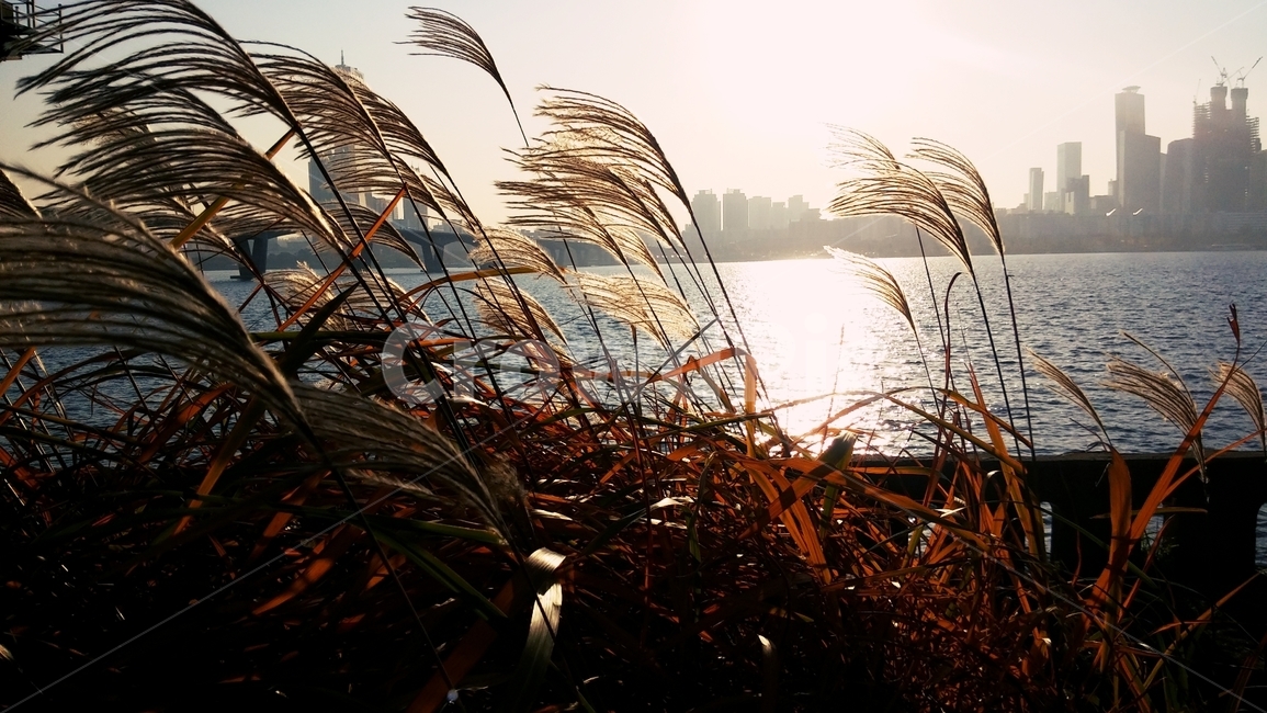 갈대,한강,빛,가을,갈색,풍경,감성,바람,reed,hanriver,light,fall,brown,scenery,emotional,feeling,wind,자연,풍경,nature,landscape,plant,식물,grass,잔디,lawn