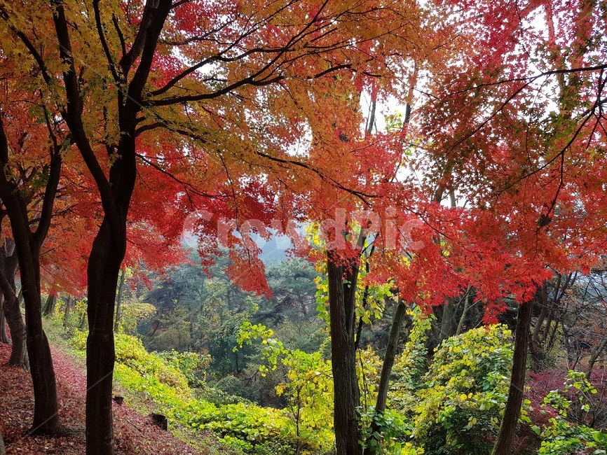 단풍,나무,잎,식물,가을,자연,풍경,단풍나무,산,plant,leaf,tree,maple
