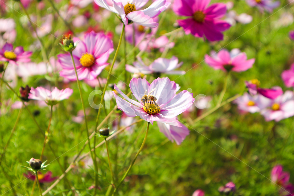 울산,태화강,태화강공원,가을,코스모스,벌,곤충,ulsan,taehwariver,taehwariverpark,autumn,cosmos,bees,꽃,가을,계절,fall,autumn,season,식물,자연,plants,nature,꽃,flower,plant