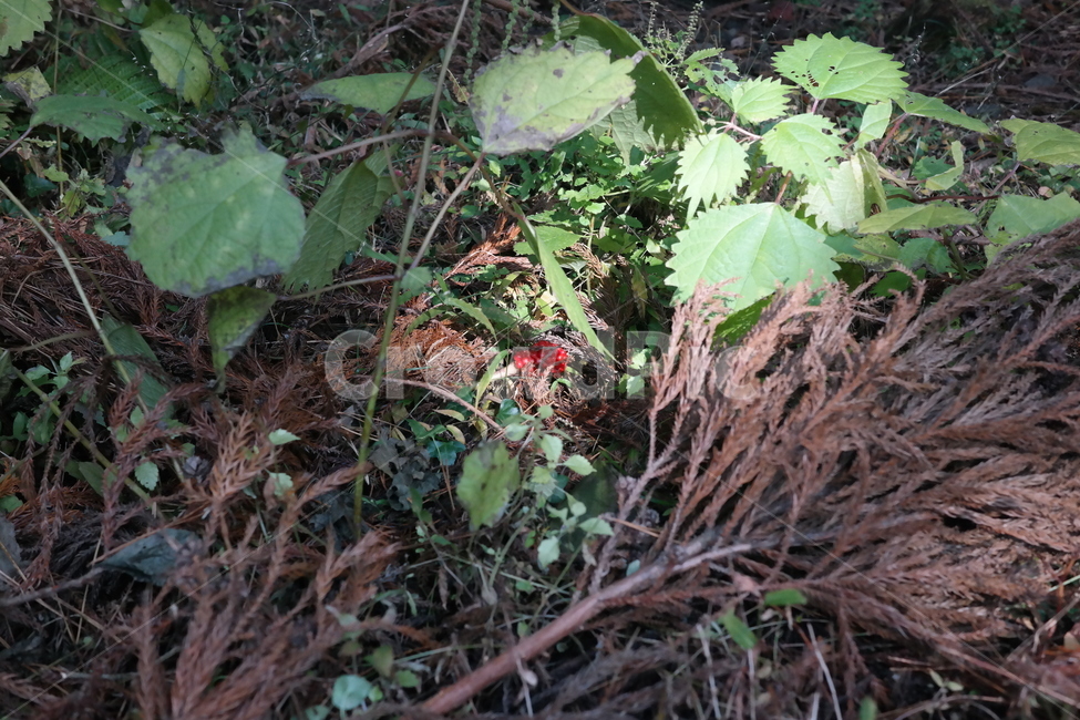 숲,나무,풀,햇빛,자연,나무들,숲길,산,그린,초록색,날씨,빛,식물,자연,plants,nature