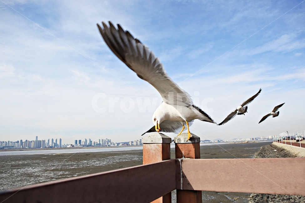 갈매기,조류,새,배경,자연,풍경,하늘,풍광,동물,animal,조류,새,birds