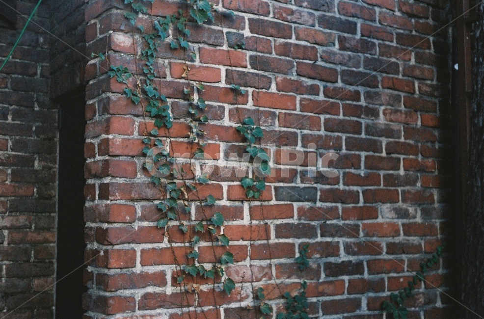 brick,벽돌,wall,벽,덩쿨,식물,잎