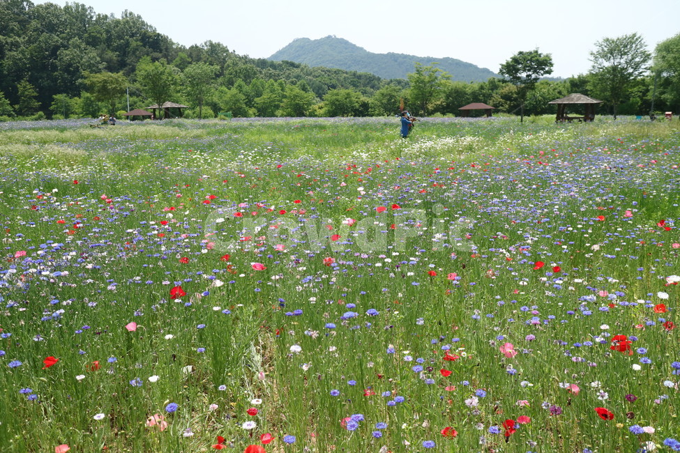 양묘장,들꽃,수레국화,전주,풍경,들판