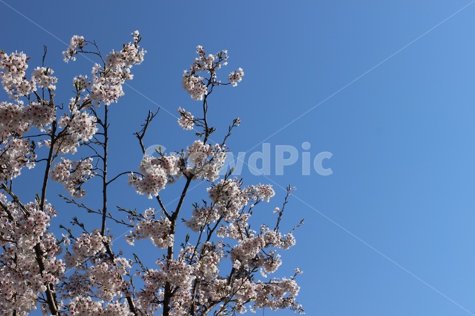 cherryblossom,벚꽃잎,벚꽃나무,벚꽃,blossom,3월,4월,봄꽃,spring,april,march,봄,plant,식물,flower,꽃