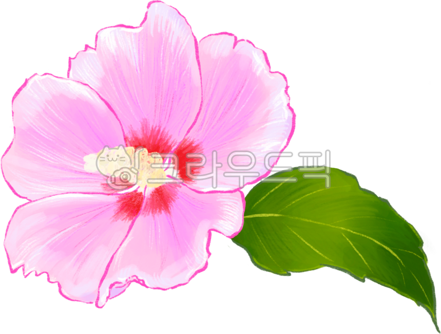 무궁화,핑크,손그림,꽃,잎,mugunghwa,hibiscus,handdrawn,flower,leaf
