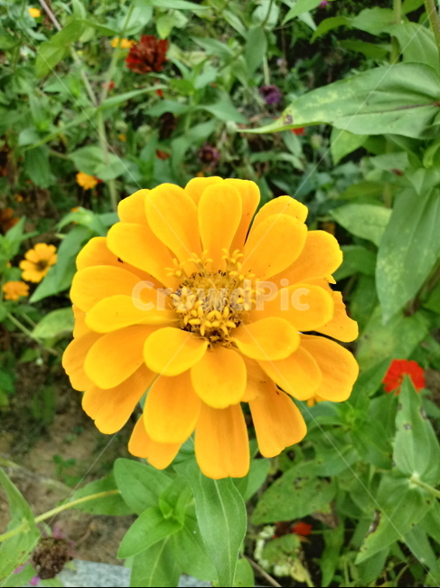 백일홍,백일초,꽃,식물,국화과,plant,flower,식물,자연,plants,nature,꽃,flower