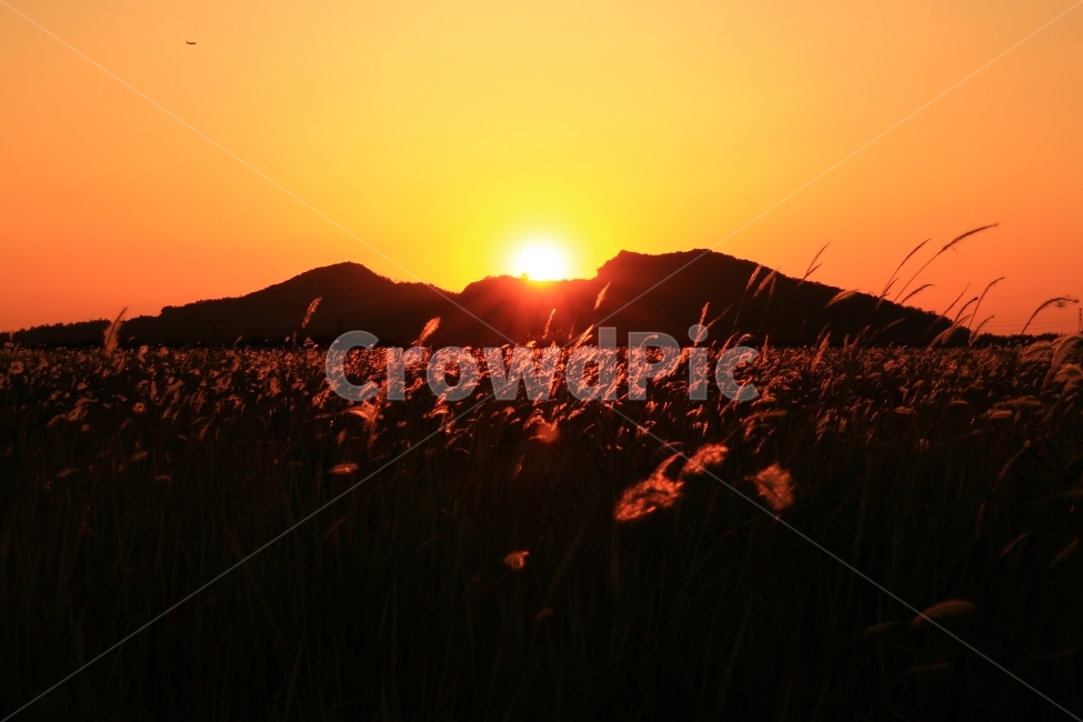 일몰,수섬,삘기꽃,삘기,화성,해넘이,노을,sunrise,역광,자연,풍경,nature,landscape,실루엣,그림자,silhouette,shadow,flare,플레어,light,빛,outdoors,옥외