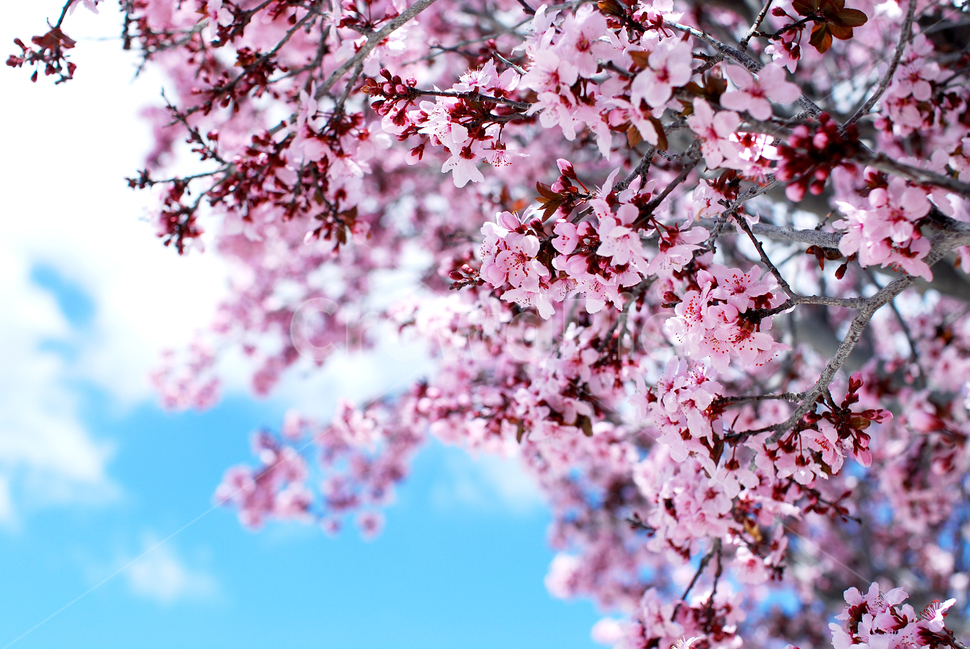 꽃,하늘,복숭아꽃,벚꽃,cherryblossom,봄,peachflower