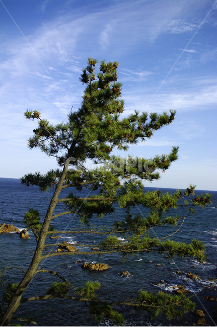 나무,식물,plant,하늘,소나무,자연,풍경,nature,landscape,land,땅,outdoors,옥외,shoreline,해안선,water,물,ocean,대양,sea,바다,tree