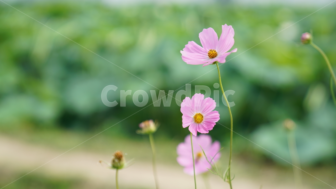 코스모스,꽃,자연,식물,계절,바탕화면,flower,nature