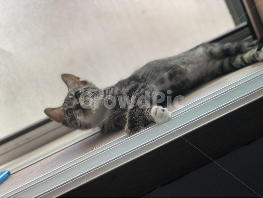 고양이,반려묘,묘,귀여운,냥이,아기고양이,귀여운표정,귀,털,집냥이,냥냥펀치,귀엽다,고냥이,동물