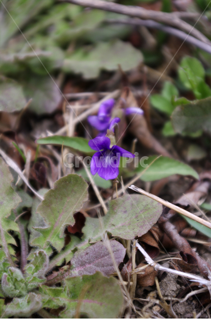 제비꽃,봄,spring,계절,꽃,flower,식물,plant,자연,nature,식물,자연,plants,nature,꽃,flower