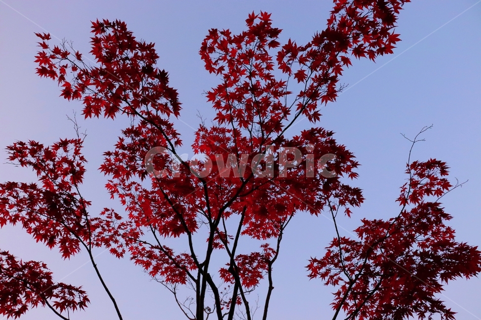 leaf,plant,잎,식물,tree,나무,maple,단풍,가을,계절,fall,autumn,season
