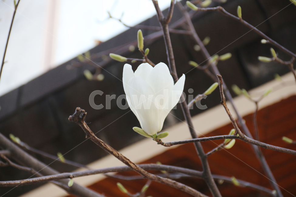 봄,꽃,봄꽃,자연,목련,봄,계절,spring,season,식물,자연,plants,nature,꽃,flower,plant,petal,꽃잎,blossom