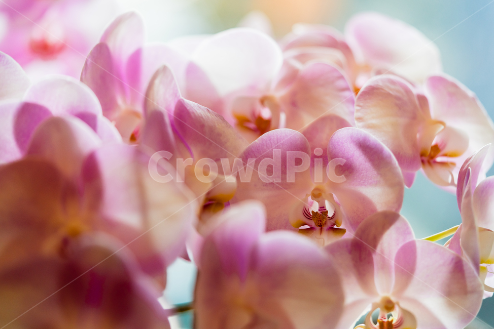 꽃,분홍색,아름다운,활짝피다,흰색,접사,확대,꽃,flower